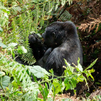 What do Mountain Gorillas eat