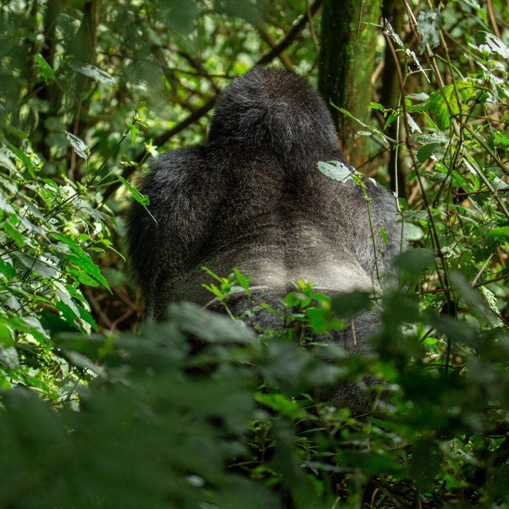 Gorilla Tours in Uganda