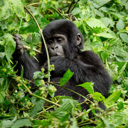 5 Days Uganda Gorillas and Chimpanzees