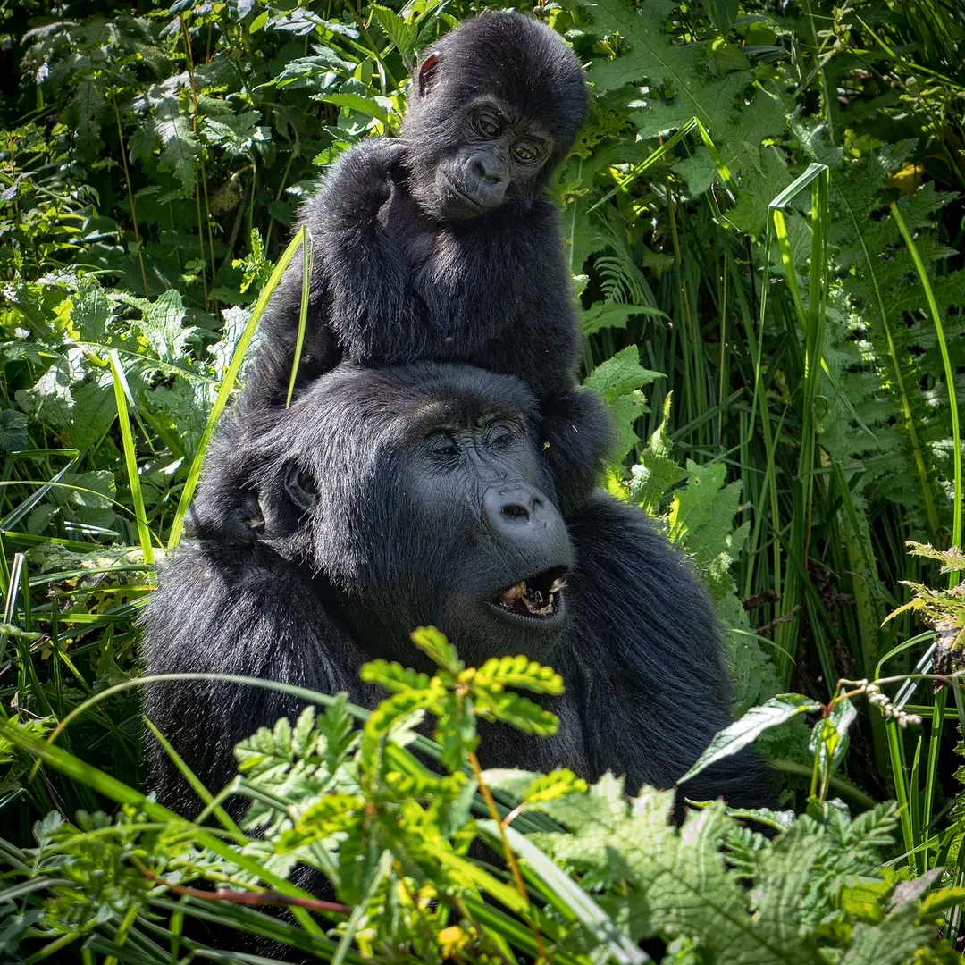 Gorilla Tours in Uganda