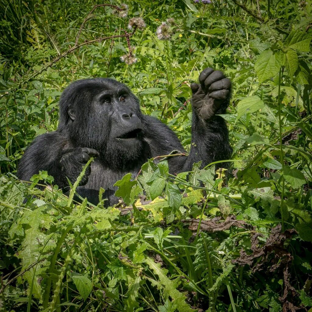 Gorilla Tours in Uganda