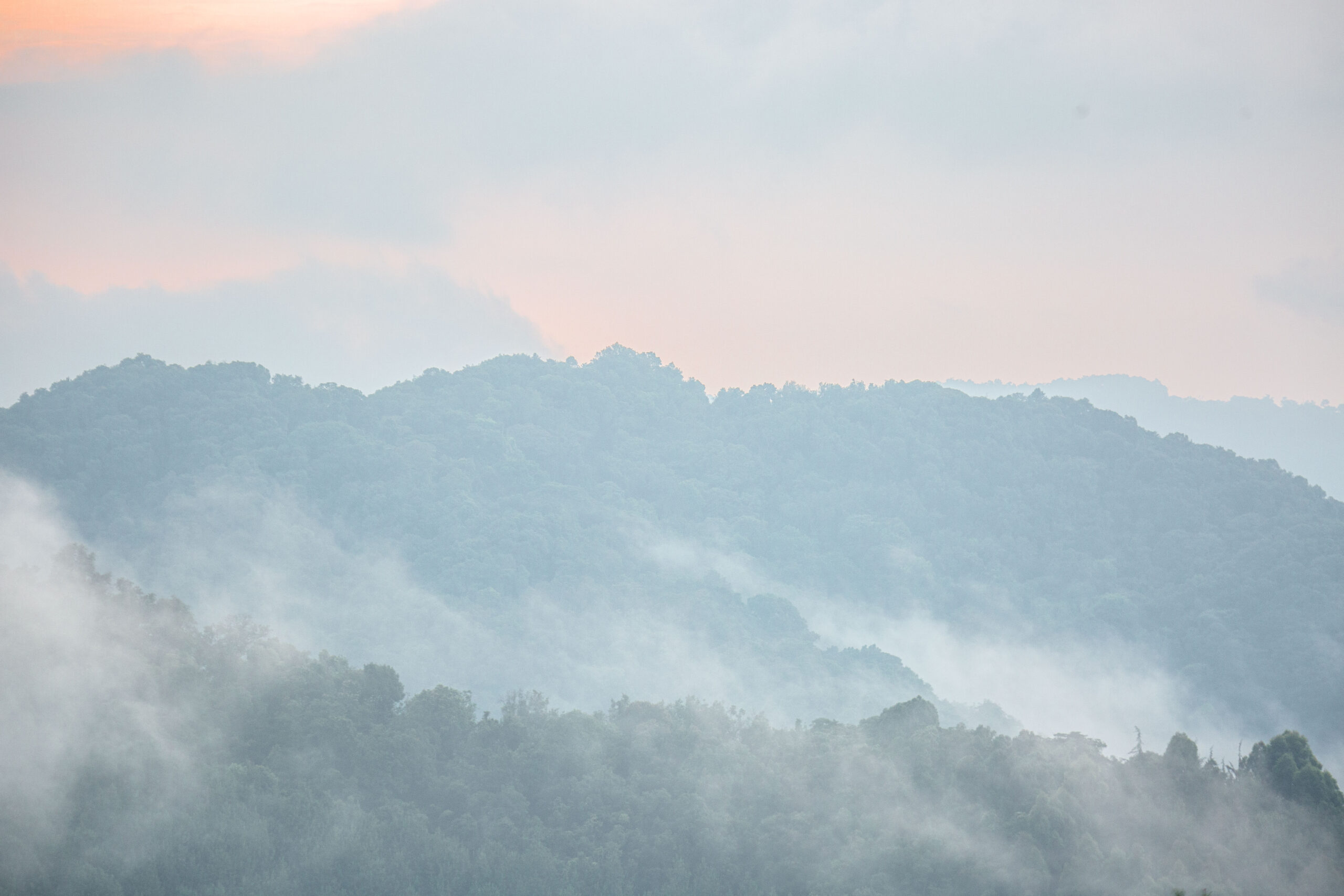 Gorilla Habituation in Bwindi Impenetrable National Park