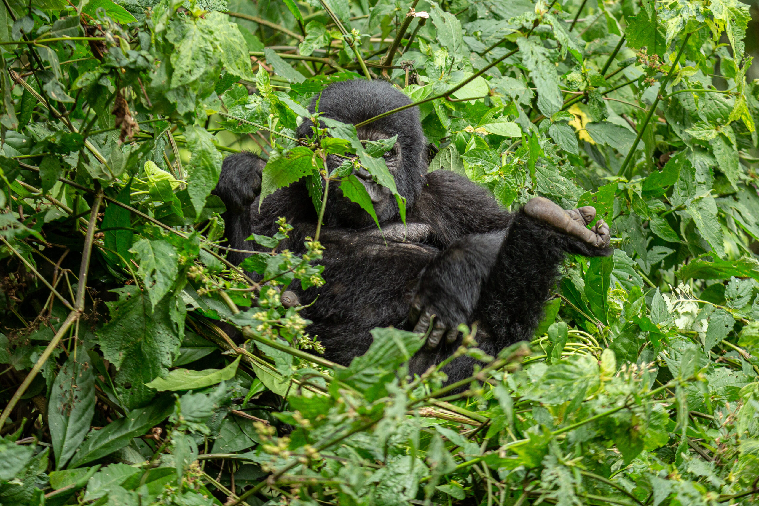 Gorilla Habituation in Bwindi Impenetrable National Park