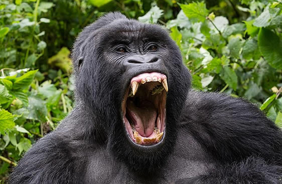 What do Mountain Gorillas eat