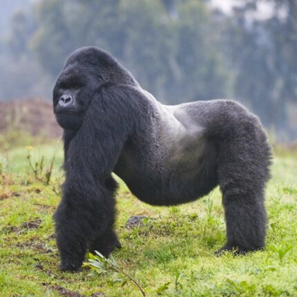 10-Days Rwanda and Uganda Gorillas Wildlife Safari