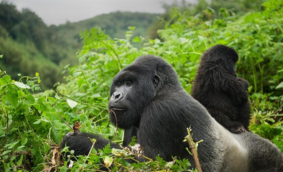 4-day Bwindi Gorilla Trekking Safari