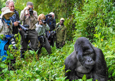 What to expect during gorilla trekking