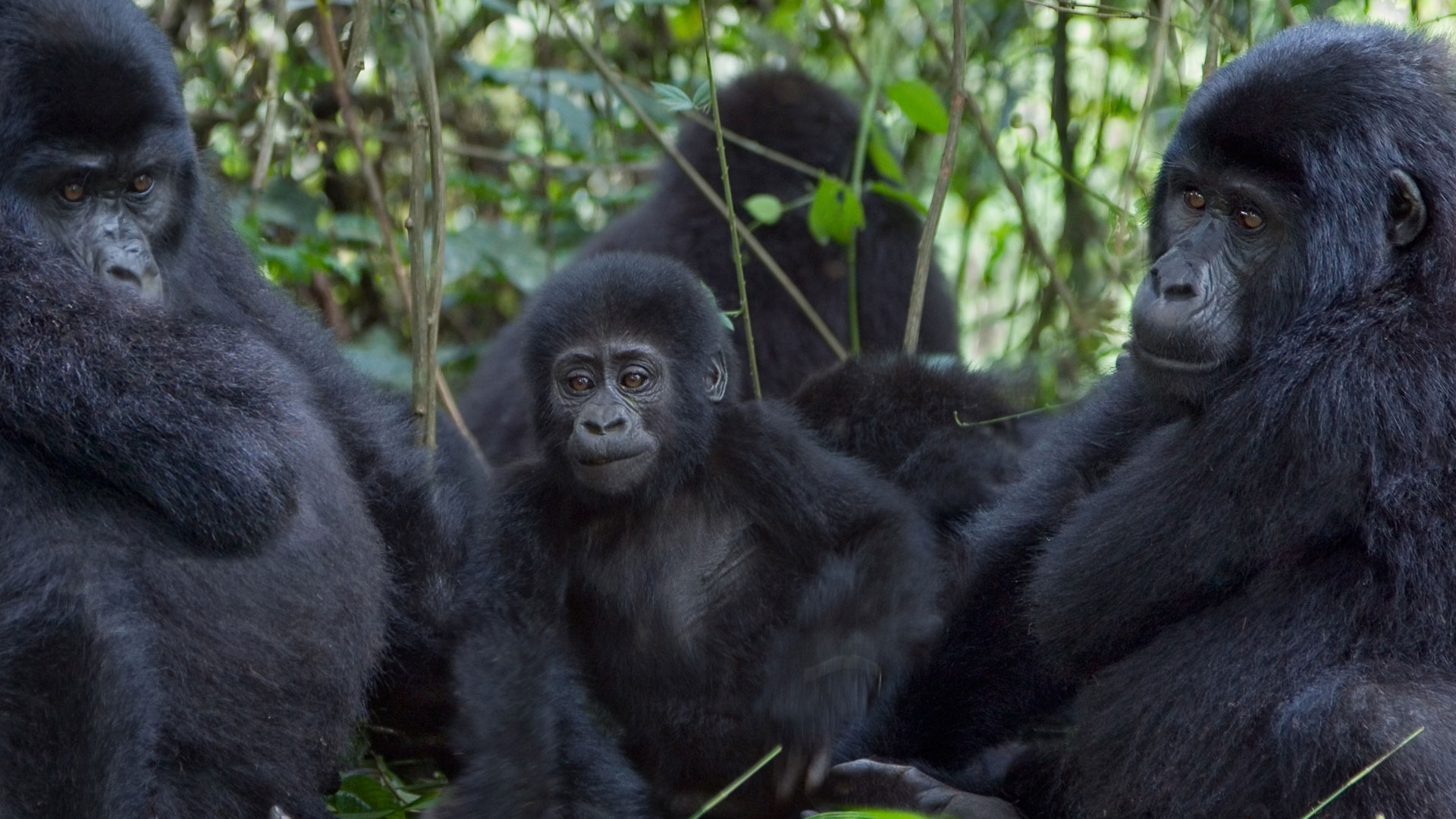 5-Days Uganda Gorilla and wildlife safari