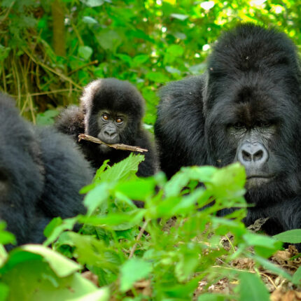 11-Days Rwanda Classic Safari Expedition