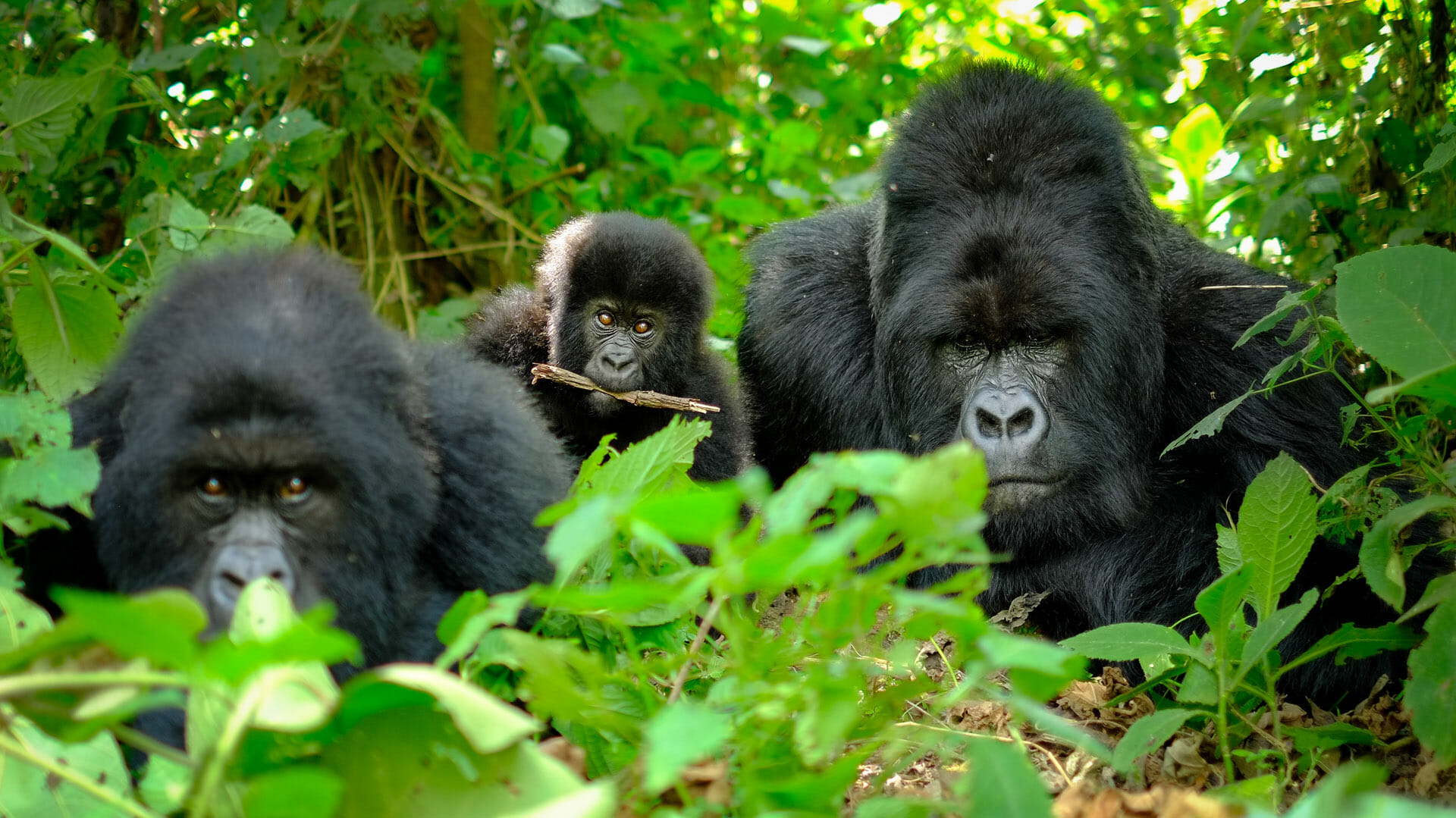 11-Days Rwanda Classic Safari Expedition