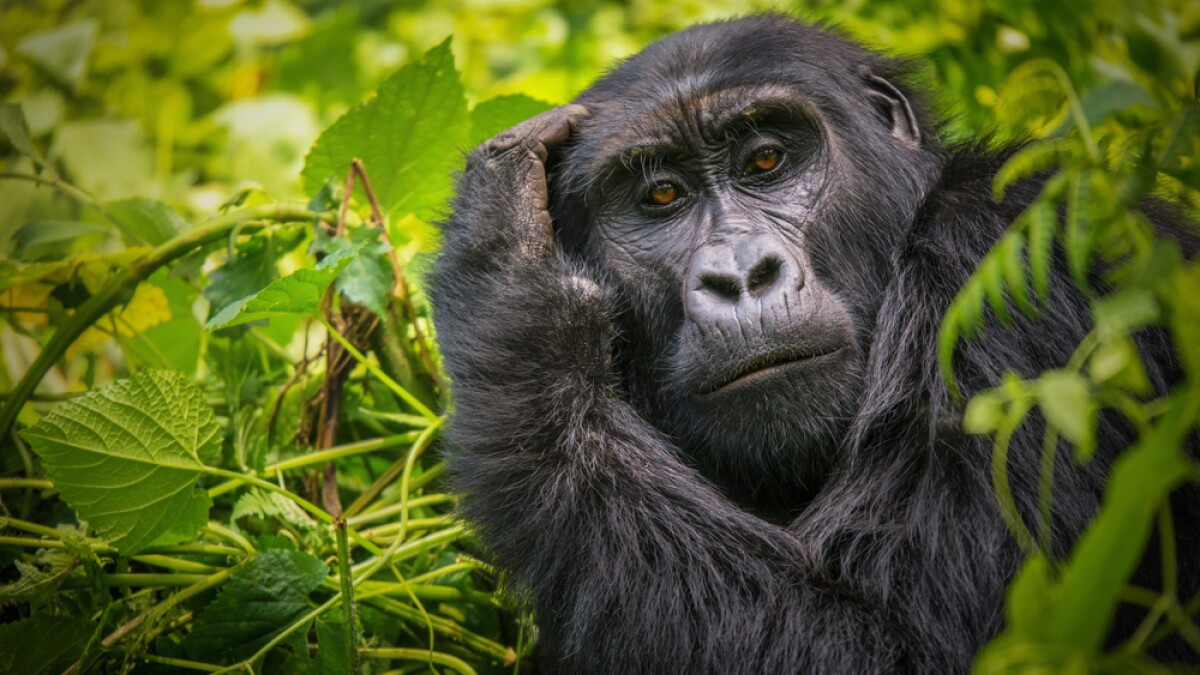 14-day Uganda Wildlife and Gorillas 