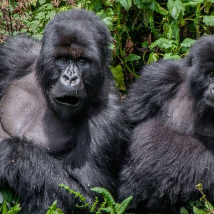 3-Day Rwanda Gorilla Trekking Safari