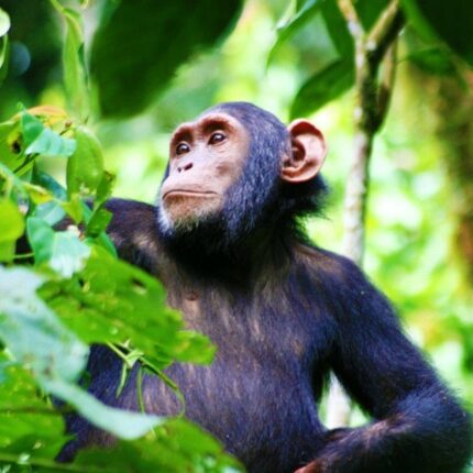 Chimp tracking in Kibale Forest National Park