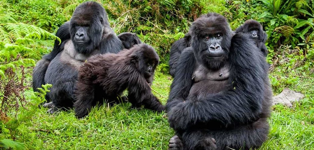 Gorilla Habituation in Bwindi Impenetrable National Park