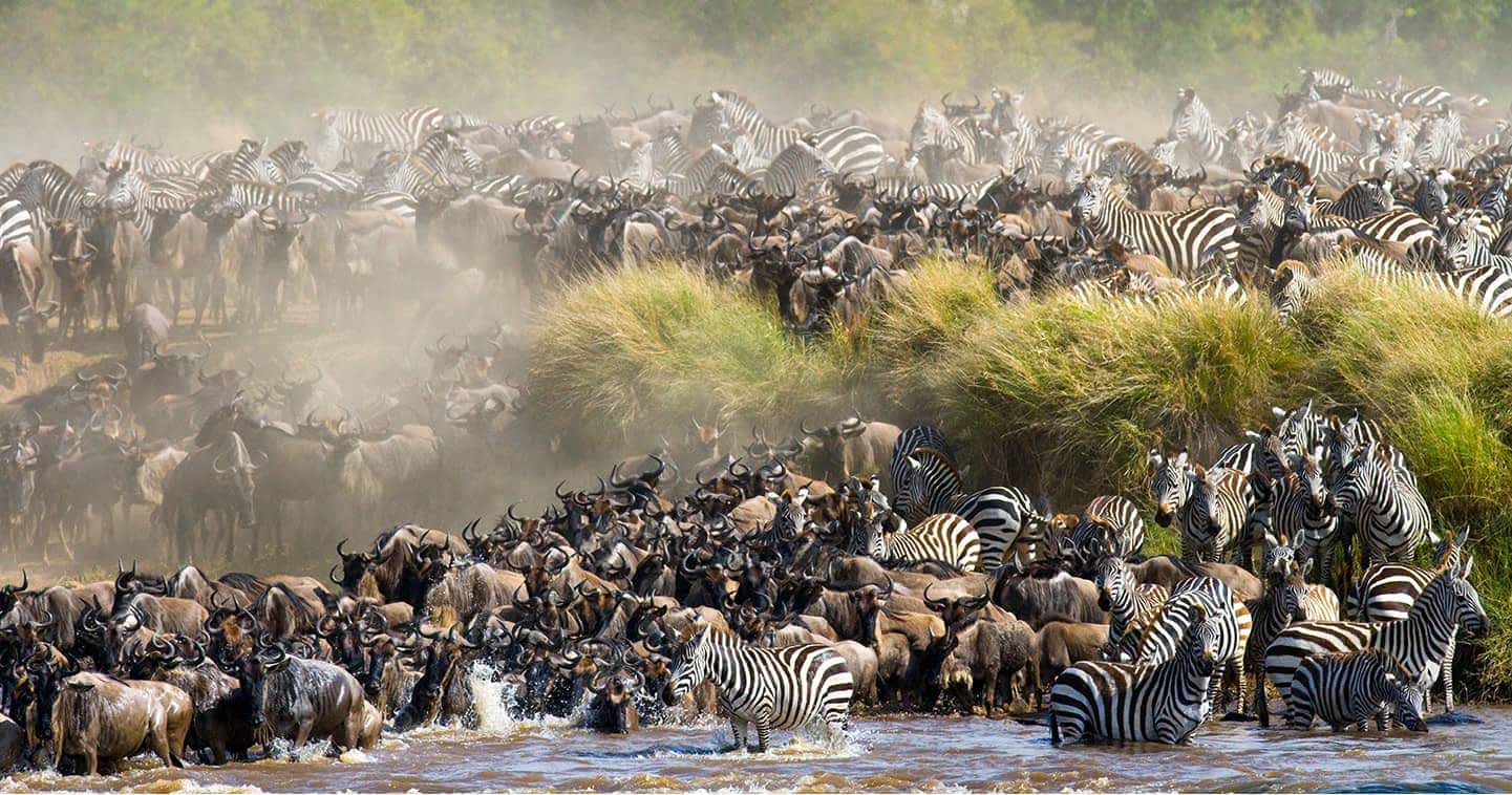Safaris in East Africa | Kenya Safaris | Masai Mara Safaris | Wildebeest Migration.