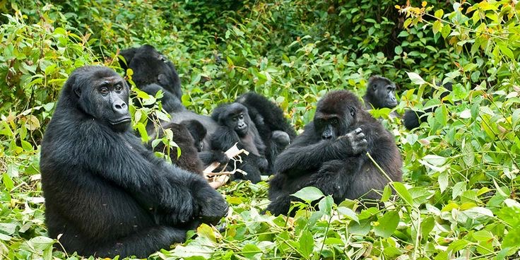 Gorilla trekking in Bwindi Impenetrable Forest National Park