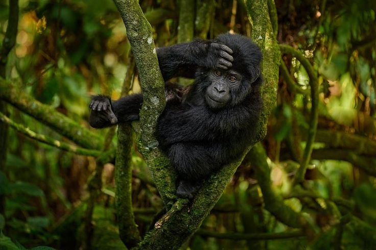 Obtaining a Uganda Gorilla Permit: A Comprehensive Guide