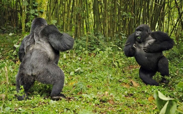 Mountain Gorilla trekking in Bwindi Impenetrable Forest National Park