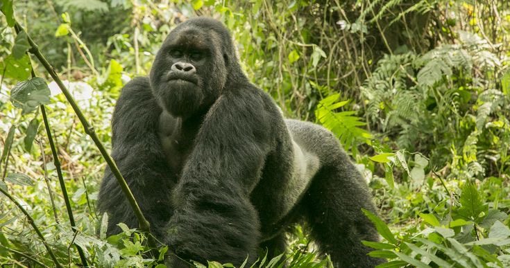 A silverback in the Bwindi Impenetrable forest.