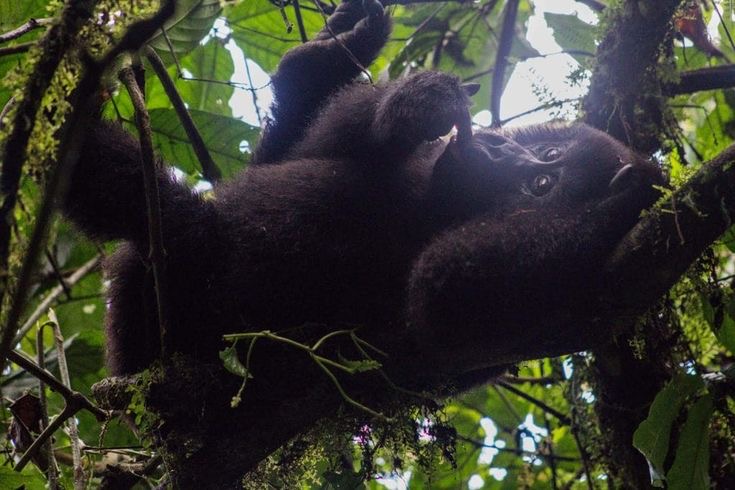 Mountain Gorillas draw tourists globally for gorilla trekking.