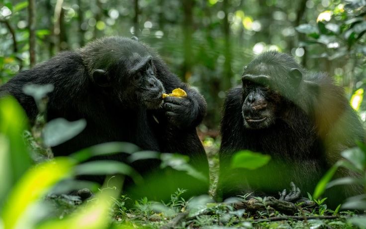 Filmmakers having a unique chance to observe and document the Mountain gorilla behavior closely.