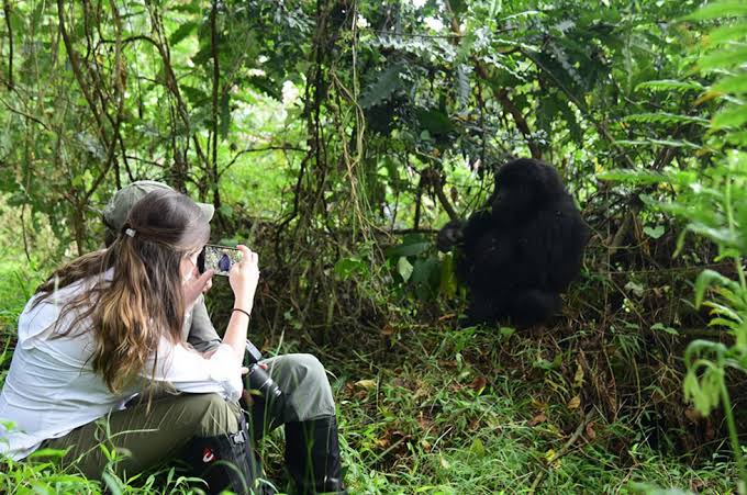 Exploring the mystical World of Mountain Gorilla Filming Tours in Africa-Uganda.