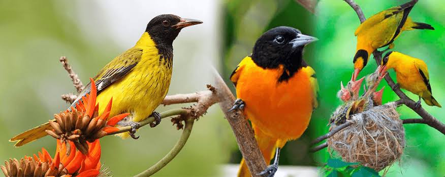 Bird species contribute to the symphony of sounds and colors that define Uganda's natural landscape.