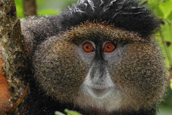Ultimate Primate Safari Adventure in Uganda