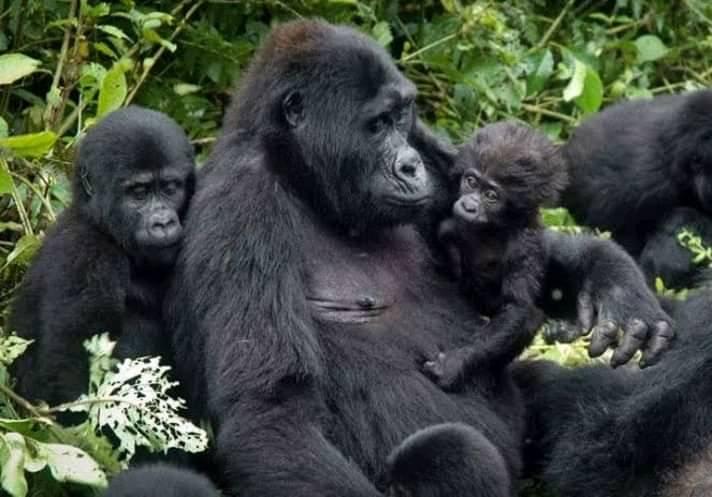 A female gorilla with it's infants in Bwindi Impenetrable Forest National Park