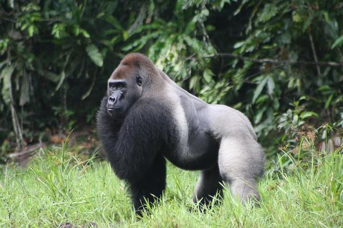 A silverback in Bwindi Impenetrable Forest National Park