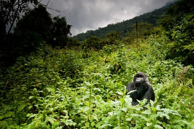 A mountain Gorilla trekking in Nyungwe Forest National Park