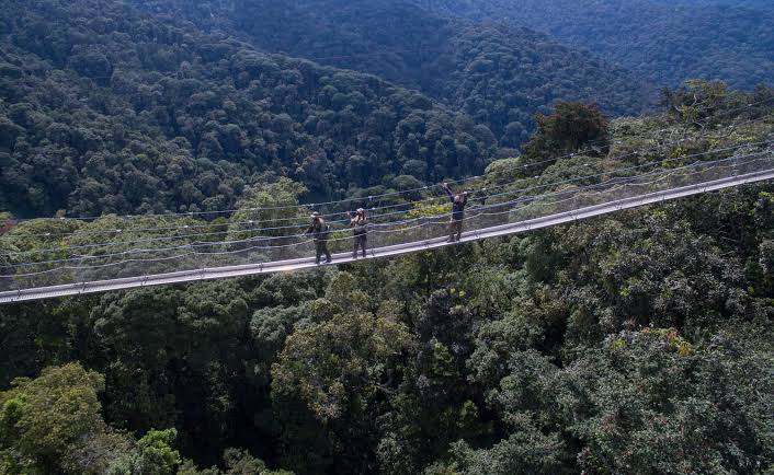 A once in life canopy walk experience in Nyungwe Forest Park in Rwanda.