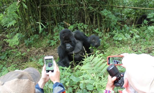 A Lifetime Adventure on a Gorilla Filming Tour in Rwanda-Africa.