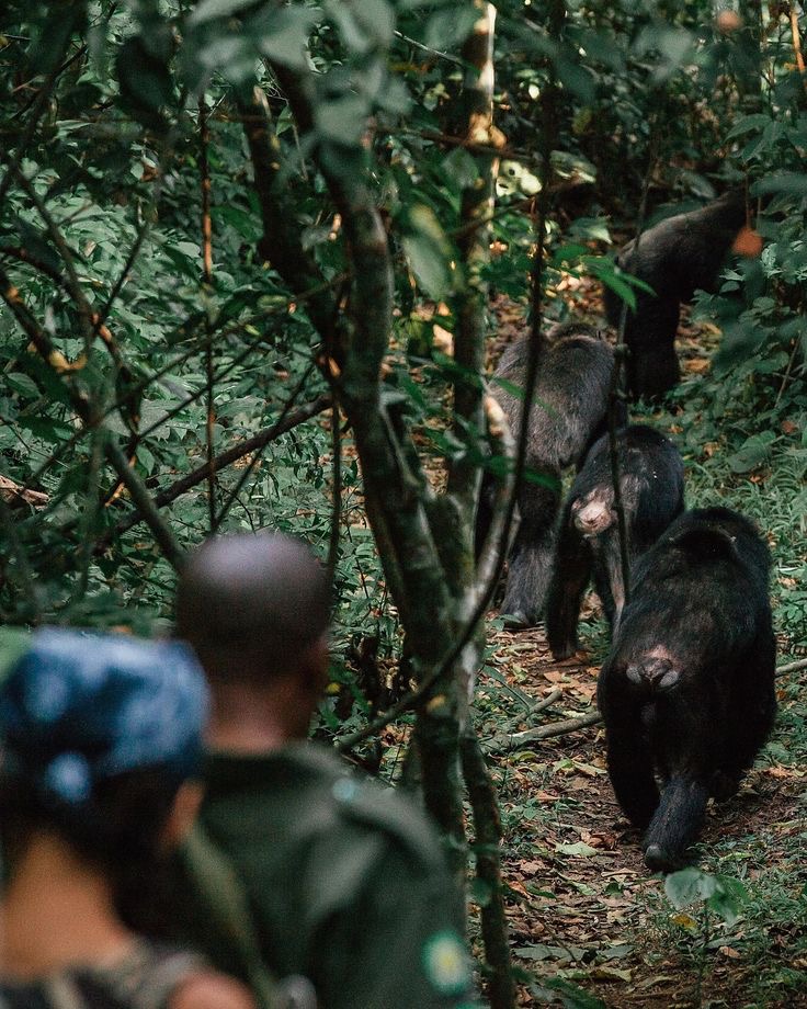 Chimpanzee trekking in Nyungwe Forest National Park in Rwanda.