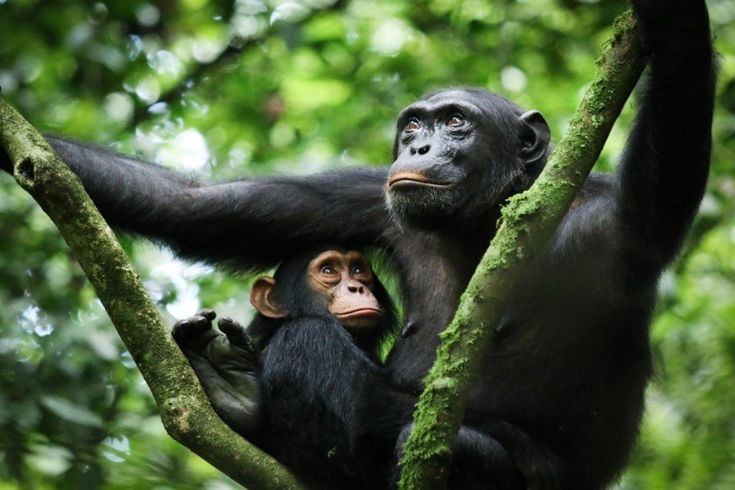 Primate trekking in Uganda