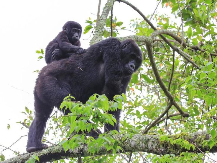 Gorilla trekking in Volcanoes National Park in Rwanda