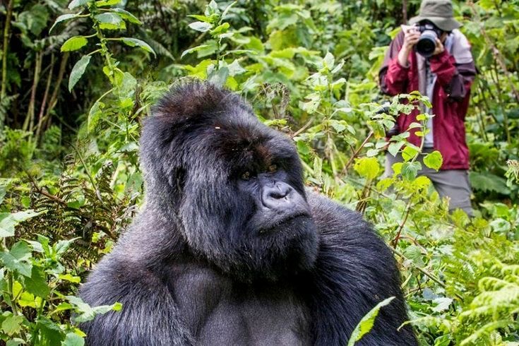 Spending time with Gorillas in Uganda
