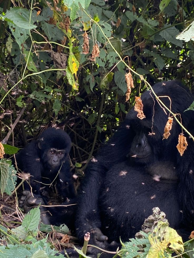 Mountain Gorillas in Bwindi Impenetrable Forest National Park