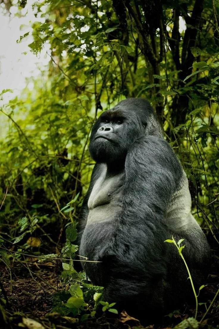 Protecting Gorilla Habitats and Sustaining Communities in Uganda.