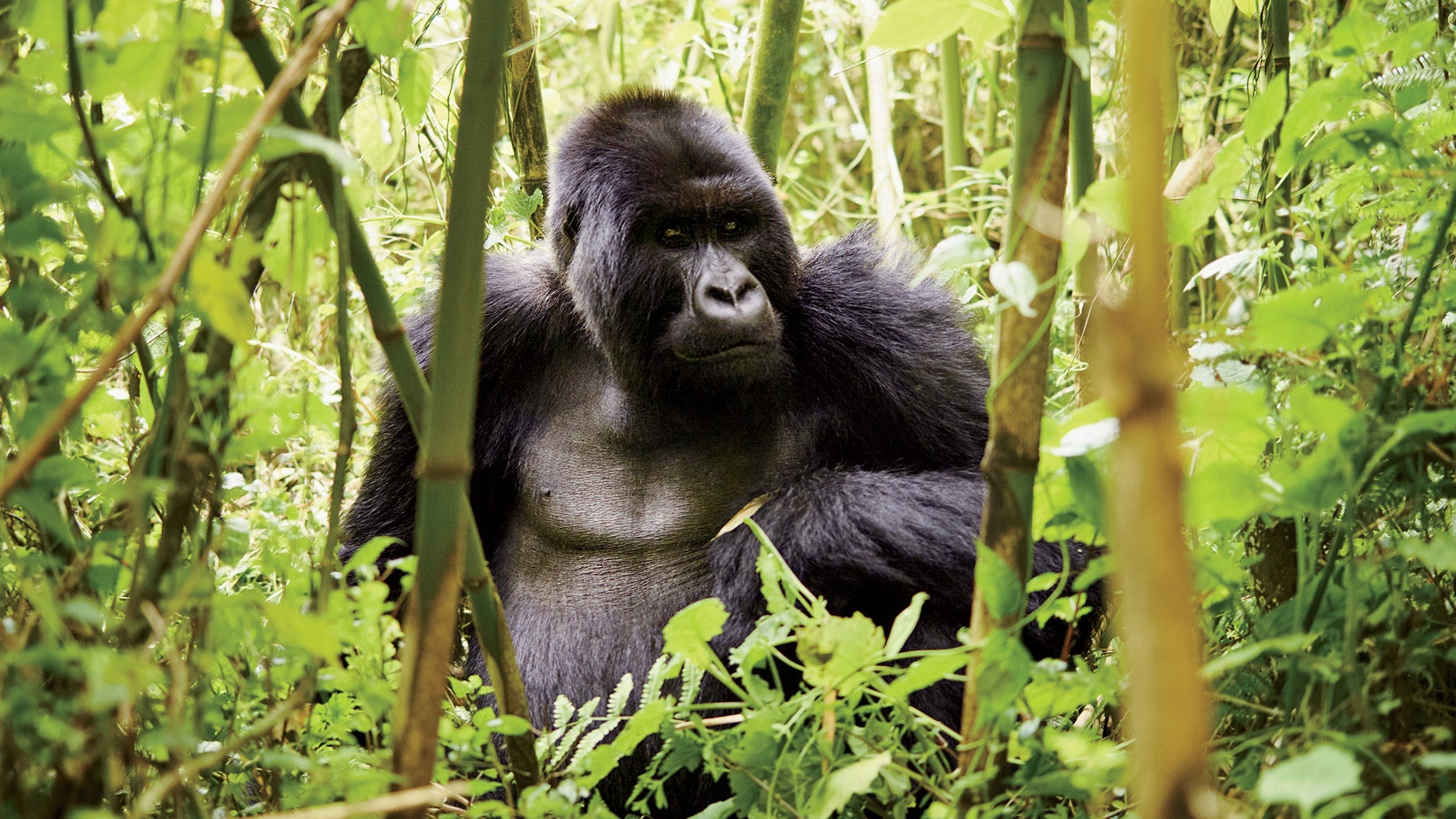 Luxury Gorilla Adventures in Rwanda: An Unforgettable Experience